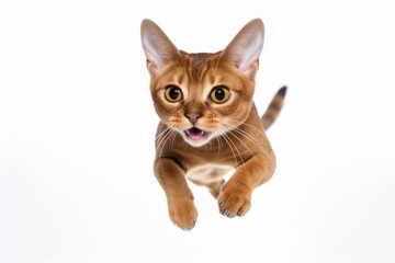Naklejka premium Headshot portrait photography of a happy abyssinian cat sprinting against a white background. With generative AI technology