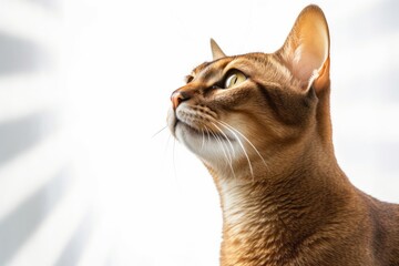 Medium shot portrait photography of a curious abyssinian cat back-arching against a white background. With generative AI technology