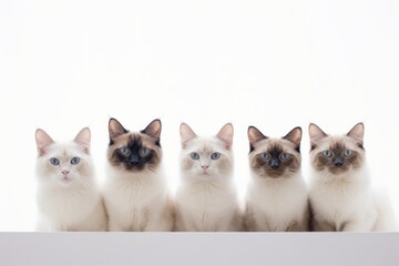 Fototapeta na wymiar Group portrait photography of a happy balinese cat wall climbing against a white background. With generative AI technology