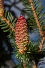 Female spruce cone in a city park. Spruce cones ripen. Spring.