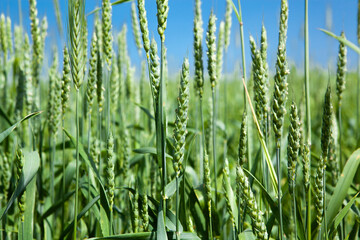 Ears of green wheat, close-up, against the blue sky. Rich harvest idea, harvest time concept.