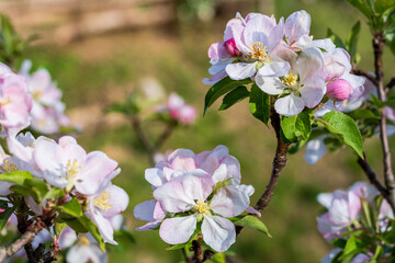 Fototapeta premium Freshly blossomed apple blossoms in spring. Soft colors.