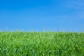 A field of green, ripening wheat against a blue cloudless sky, panorama.
