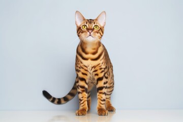 Full-length portrait photography of a smiling bengal cat growling against a minimalist or empty room background. With generative AI technology