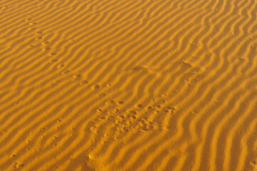 Sand dune pattern with various footprints, in Merzouga