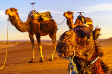 Camels in the sand dunes of Merzouga