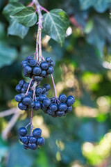 Ivy berries: shrub species, evergreen lianosa, which we can easily find in its natural state.