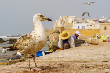 Seagull with the walls of the medina, Essaouira