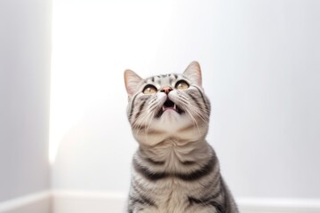 Lifestyle portrait photography of a happy american shorthair cat begging for food against a minimalist or empty room background. With generative AI technology