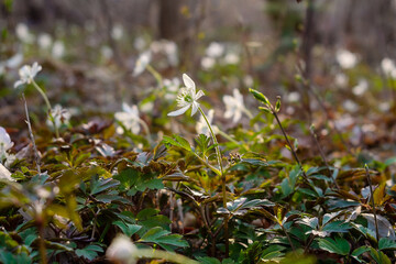 Amur anemone. Glade with many white anemone flowers.