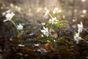 Amur anemone. Glade with many white anemone flowers.