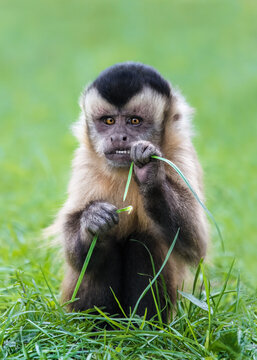 Capuchin monkey ( Cebinae ) Picture 1/2