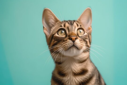 Medium shot portrait photography of a curious bengal cat exploring against a pastel or soft colors background. With generative AI technology
