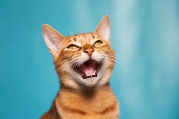 Environmental portrait photography of a smiling abyssinian cat meowing against a pastel or soft colors background. With generative AI technology