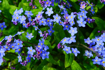 Blue flowers forget-me-not plant.