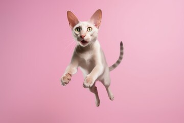 Obraz premium Environmental portrait photography of an angry oriental shorthair cat leaping against a pastel or soft colors background. With generative AI technology