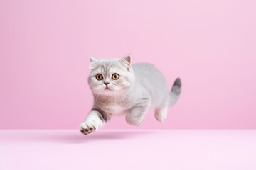 Obraz premium Full-length portrait photography of a curious scottish fold cat running against a pastel or soft colors background. With generative AI technology