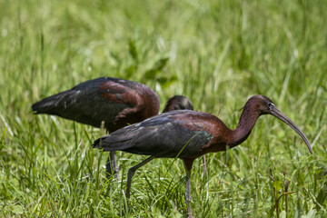 Couple d'Ibis Falcinelle