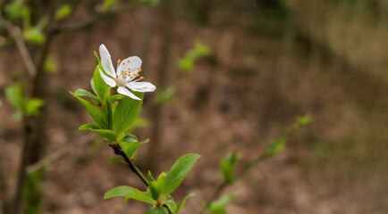 A white flower at the end of a thin twig in the forest