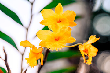 closeup of a yellow orchid in the garden