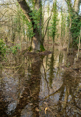 Obraz premium Trees in a flooded parkland in Pishiobury Park, Hertfordshire, near Sawbridgeworth, a winter rainfall onto saturated ground was the cause.