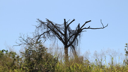 leafless tree