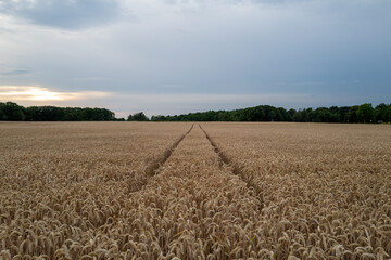 A path leads towards the horizon through a wheat field on a cloudy day.