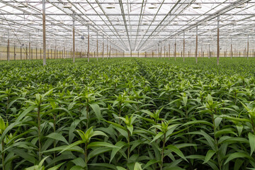 Dutch horticultural greenhouse where lilies are grown.