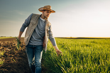 Man is touching his crops while he walks next to the grain field.
