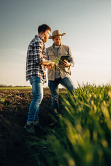 Two farmers using technology to check crop quality. - obrazy, fototapety, plakaty