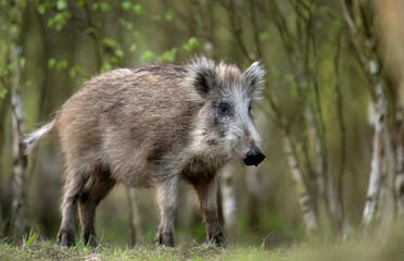 Wild boar ( Sus scrofa ) close up