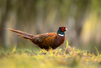 Ringneck Pheasant (Phasianus colchicus) male close up