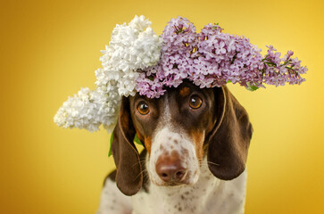 funny photo of a dachshund dog with flowers on a yellow background