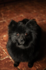 black spitz dog domestic cute photo portrait of a pet