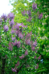 Fototapeta premium Purple lilac in spring garden