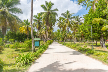 Obraz na płótnie Canvas Road surrounded by palm trees in L'Union Estate Park