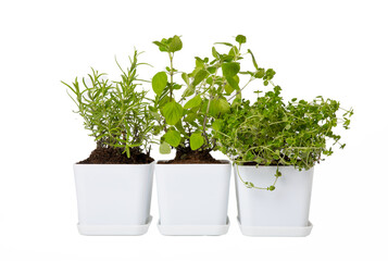 Herbs in a pot. Fresh rosemary, oregano and thyme in pot isolated on white background. Fresh aromatic spicy herbs in a pot. Recipe.