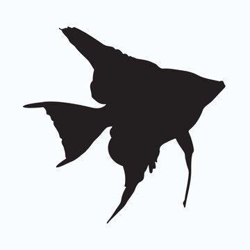 recommend clip art: Angelfish silhouettes and icons. Black flat color simple elegant Angelfish animal vector and illustration.