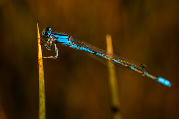 Blue Dragonfly Resting on Grass, Horizontal Macro Shot