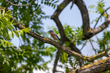 A Western Blue Bird on its perch