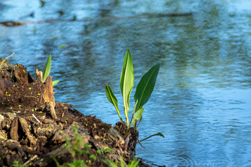 Przyroda zielone długie liście roślina wodna wyrastająca z pnia nad wodą.
