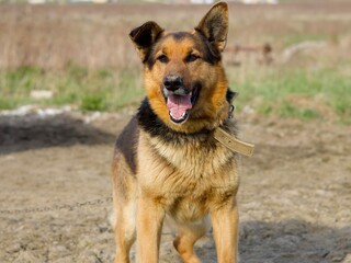 german shepherd dog