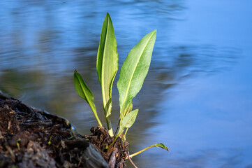 Fototapeta na wymiar Przyroda zielone długie liście roślina wodna wyrastająca z pnia nad wodą. 