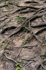 roots of a tree