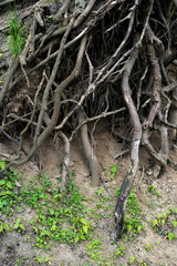 roots in the forest