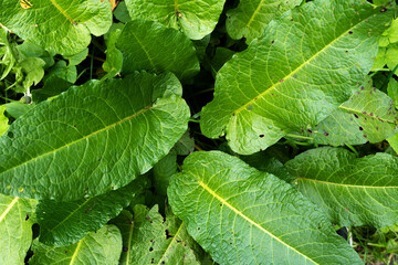 close up of green leaf