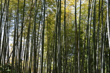 The sun filtering through a bamboo forest in Japan