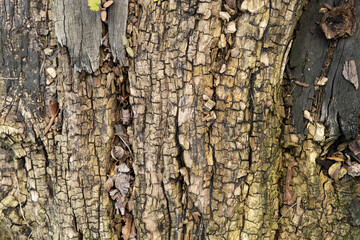 bark background