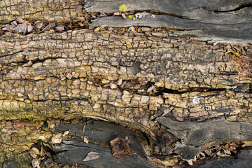 bark of a tree