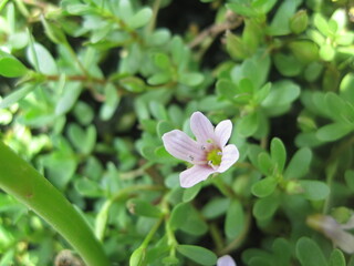 Beautiful Flower collage